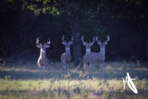 Whitetail Deer (low-fence)