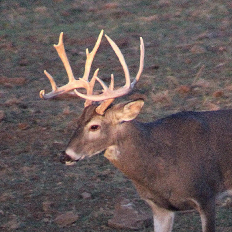 High Fence Whitetail Deer