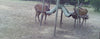 Red Stag