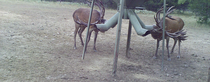 Red Stag