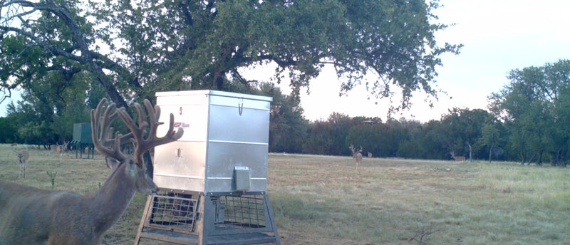 High Fence Whitetail Deer