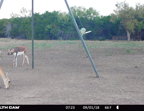 Blackbuck Antelope