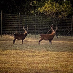 Sika Deer