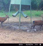 Sika Deer