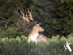 Fallow Deer