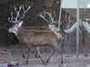 Red Stag