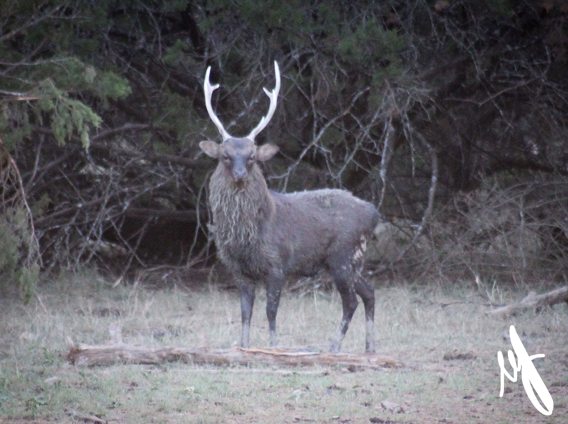 Sika Deer – Double M Squared Ranch