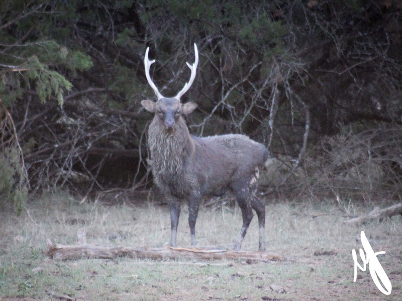 Sika Deer