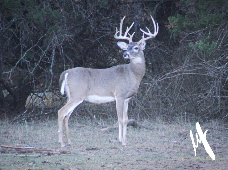 Whitetail Deer (low-fence)